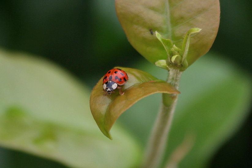 coccinelide